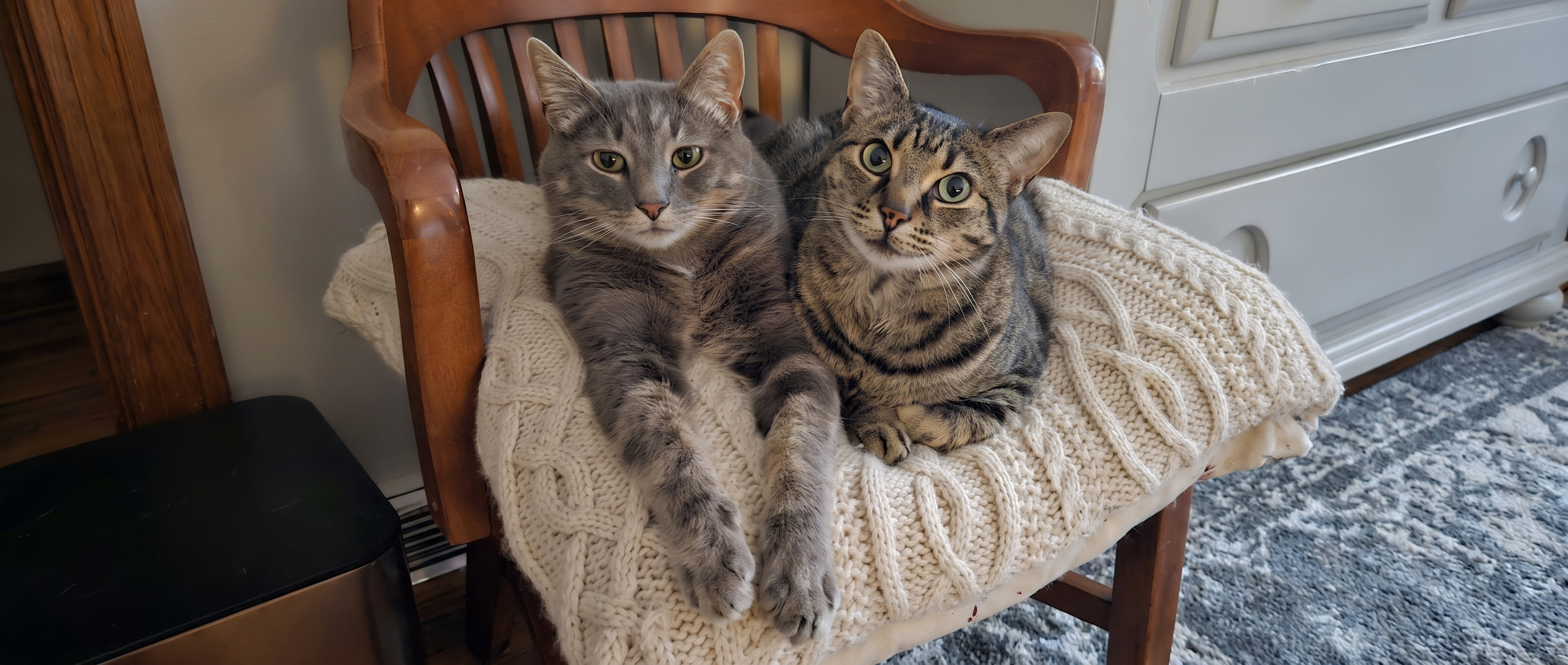 Two cats resting side by side on a cushioned chair