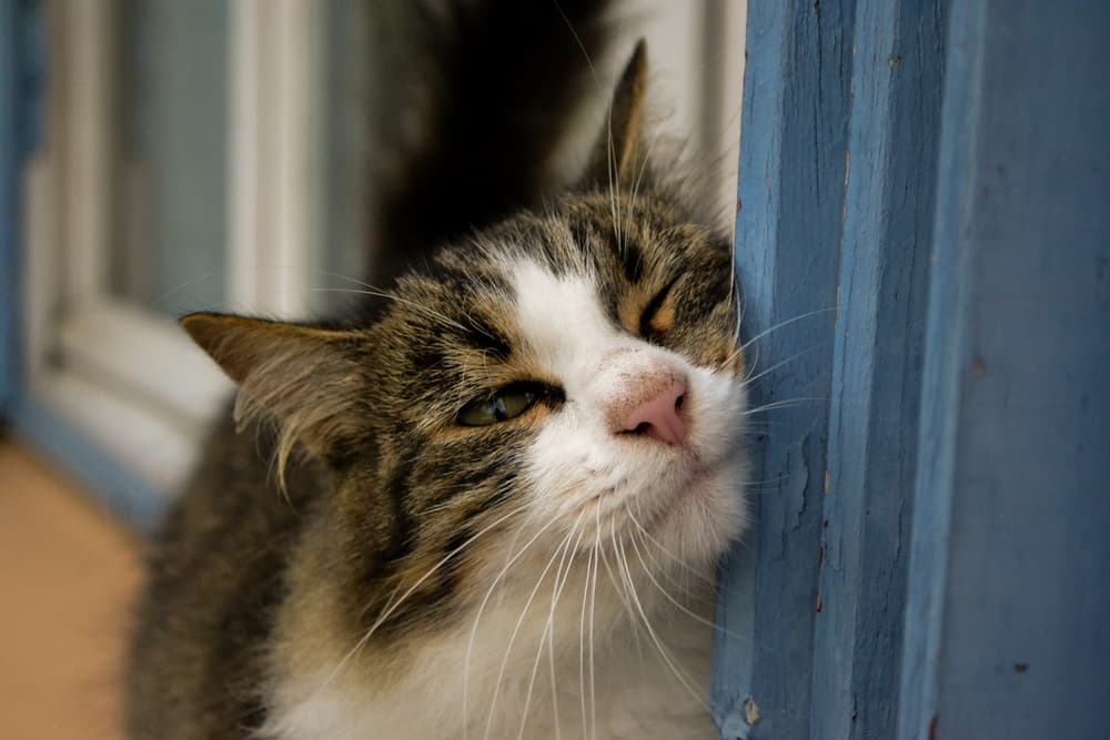 Cat rubbing its face against a painted doorframe